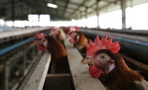 España: El Gobierno socialista de Sánchez establece multas a quienes no declaren la posesión de gallinas para autoconsumo